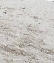 Areia: as praias podem ter cocô de cachorro, muita gente esquece o saquinho em casa