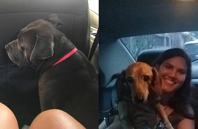 Fábio Serpa: taxista é exemplo nas redes sociais ao transportar cães /Foto: Reprodução Facebook