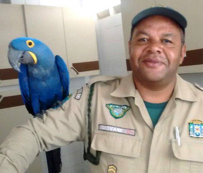 A arara azul com o fiscal Geovane: ave foi resgatada em bairro da Zona Norte carioca /Foto: Reprodução